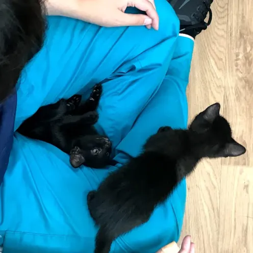 Two black kittens sitting in a staff members lap
