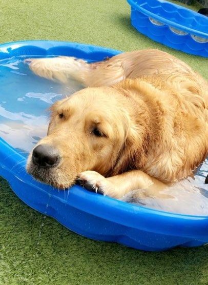 Dog lounging in pool.