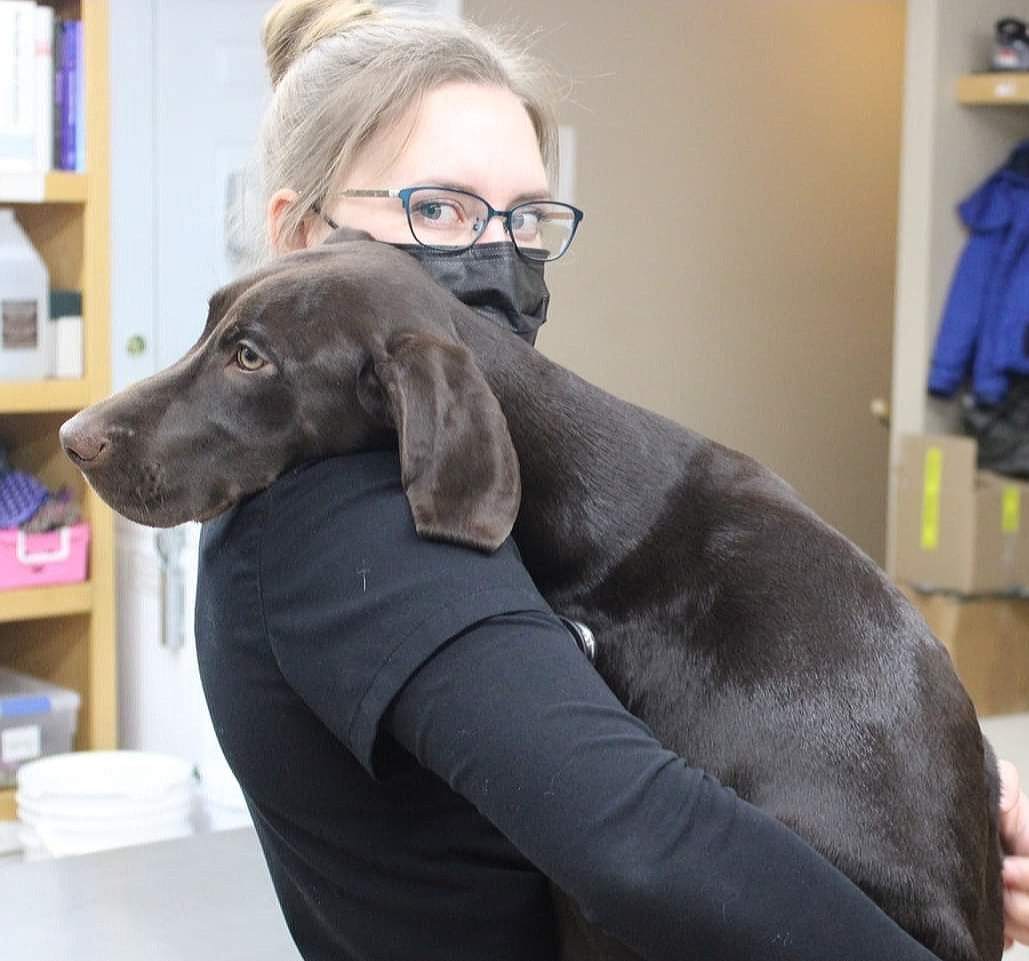 Williamstown Veterinary Services staff member Jordan holding a large grey dog