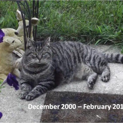 MissKitty at Hanover Park Animal Care Center