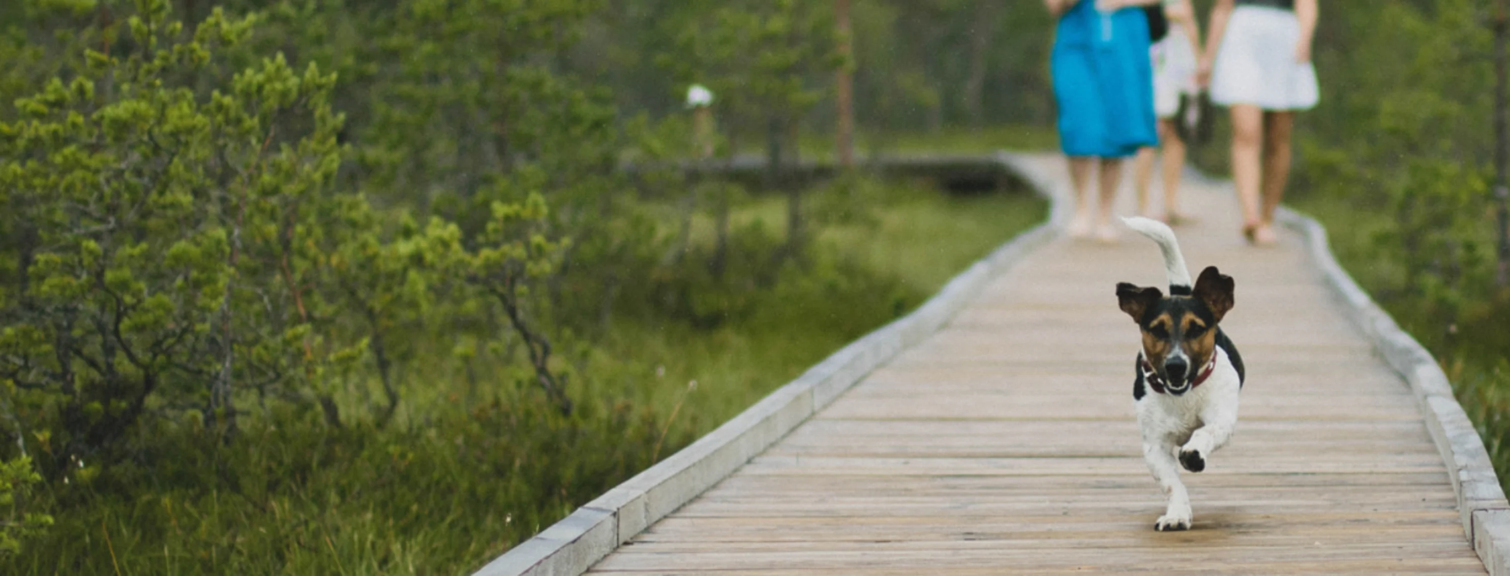 Small dog running on wooden bridge with three women walking behind