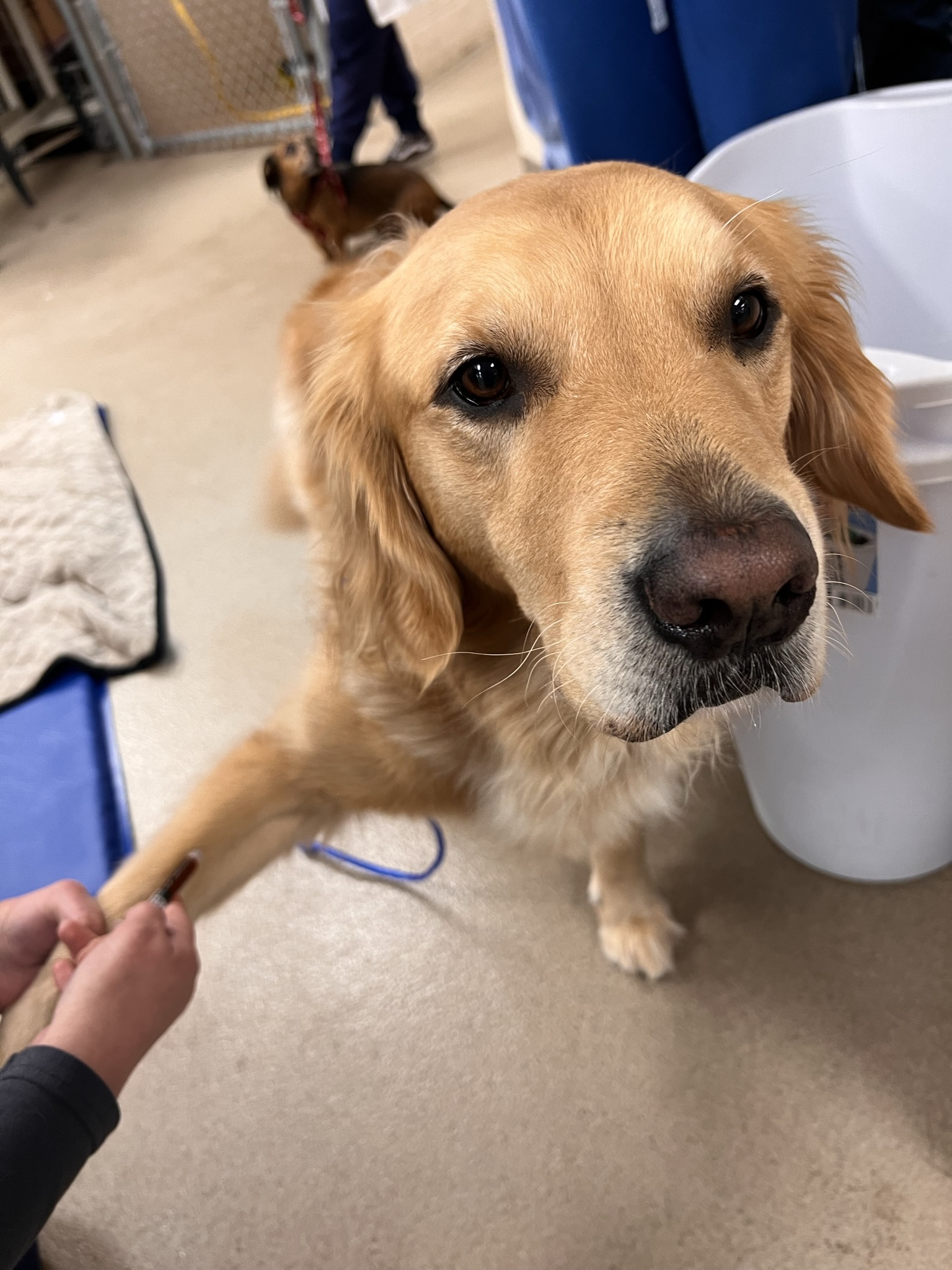 Golden retriever paw is being looked at by veterinarians.