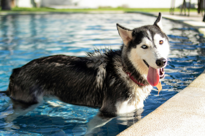A husky enjoys the pool at PetSuites. 
