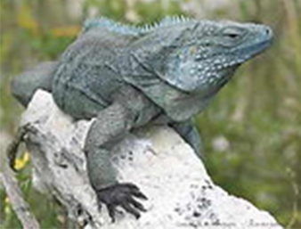 Lizard on a branch outside