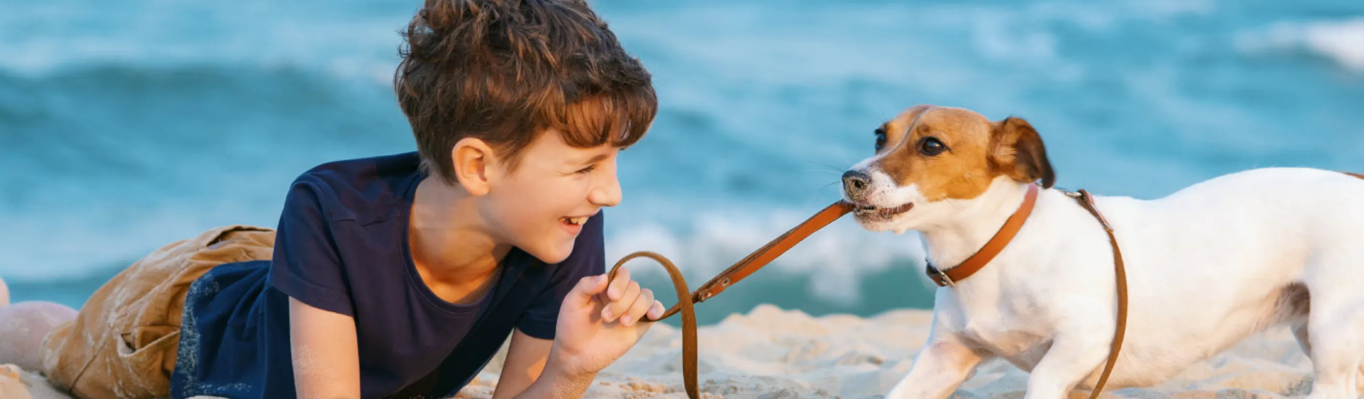 Dog playing with dog on beach