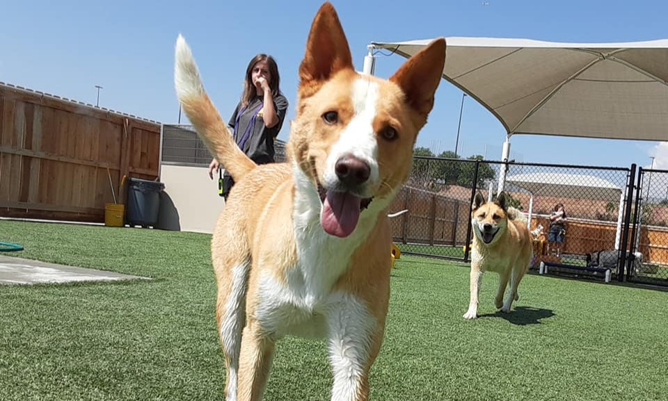 Dog running toward camera