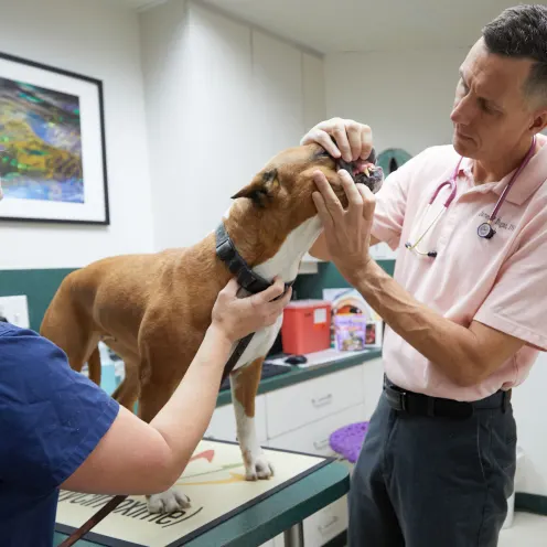 A doctor checking the dog teeth