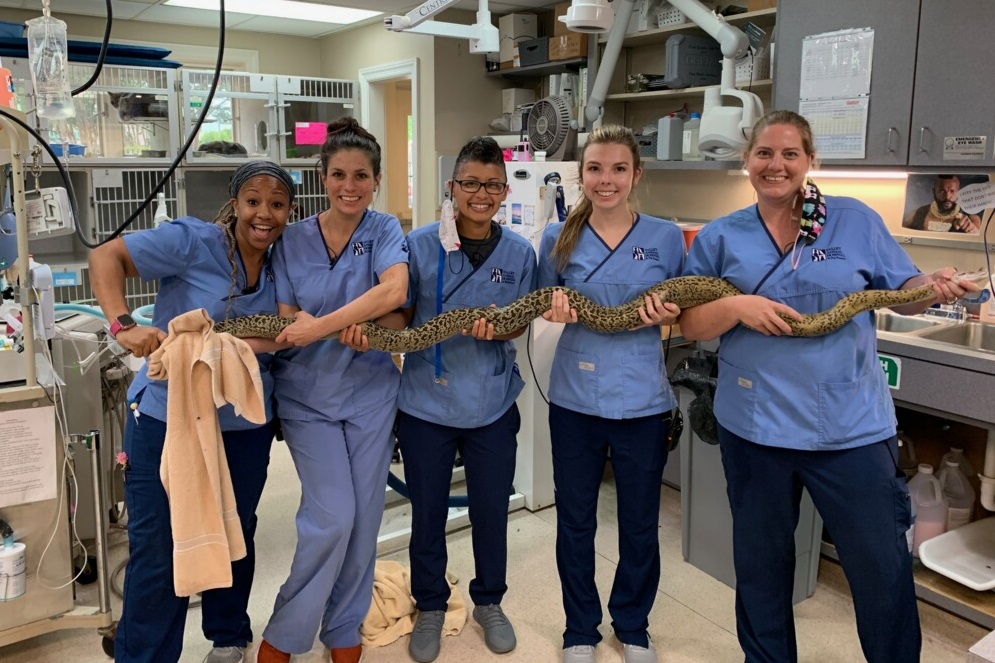 Staff holding snake