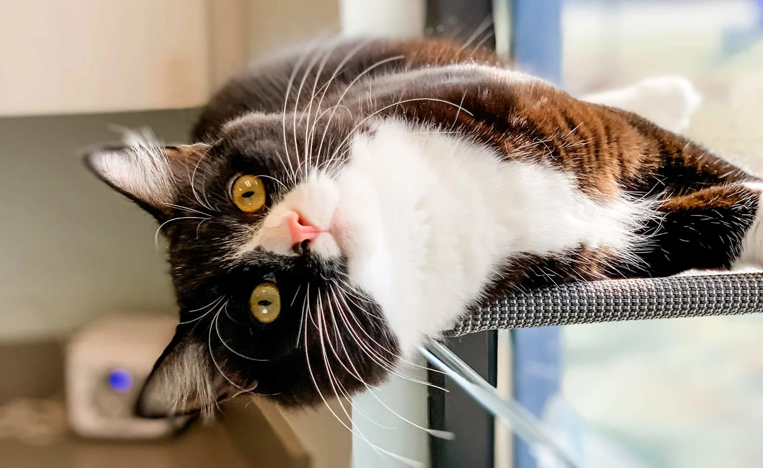 Cat lying by the window with looking at the camera Cat lying by the window with looking at the camera