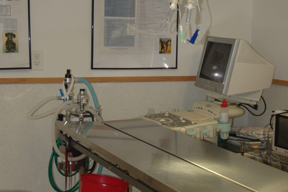 exam room at Kenmore Animal Hospital