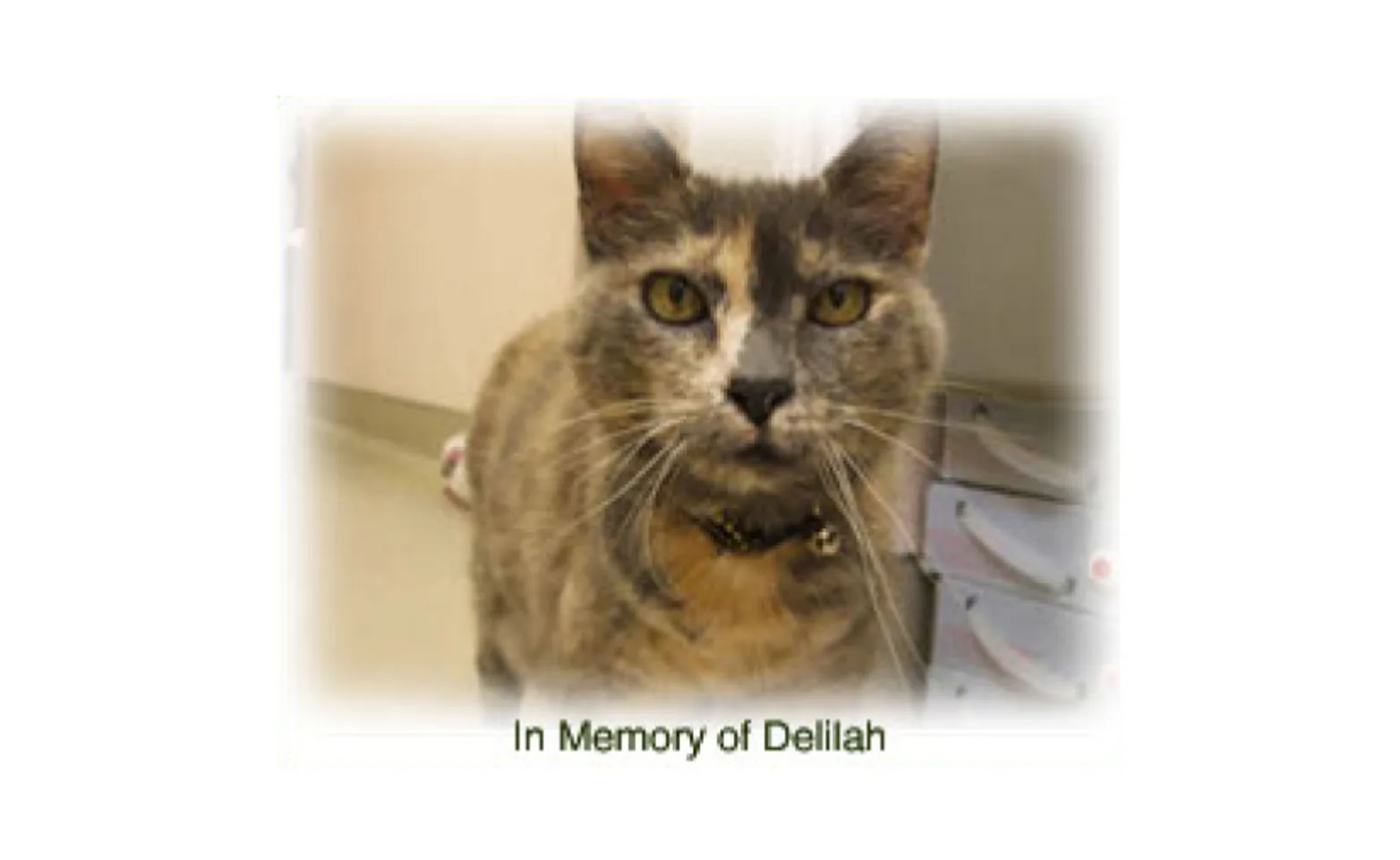 A cat named Delilah A cat named Delilah