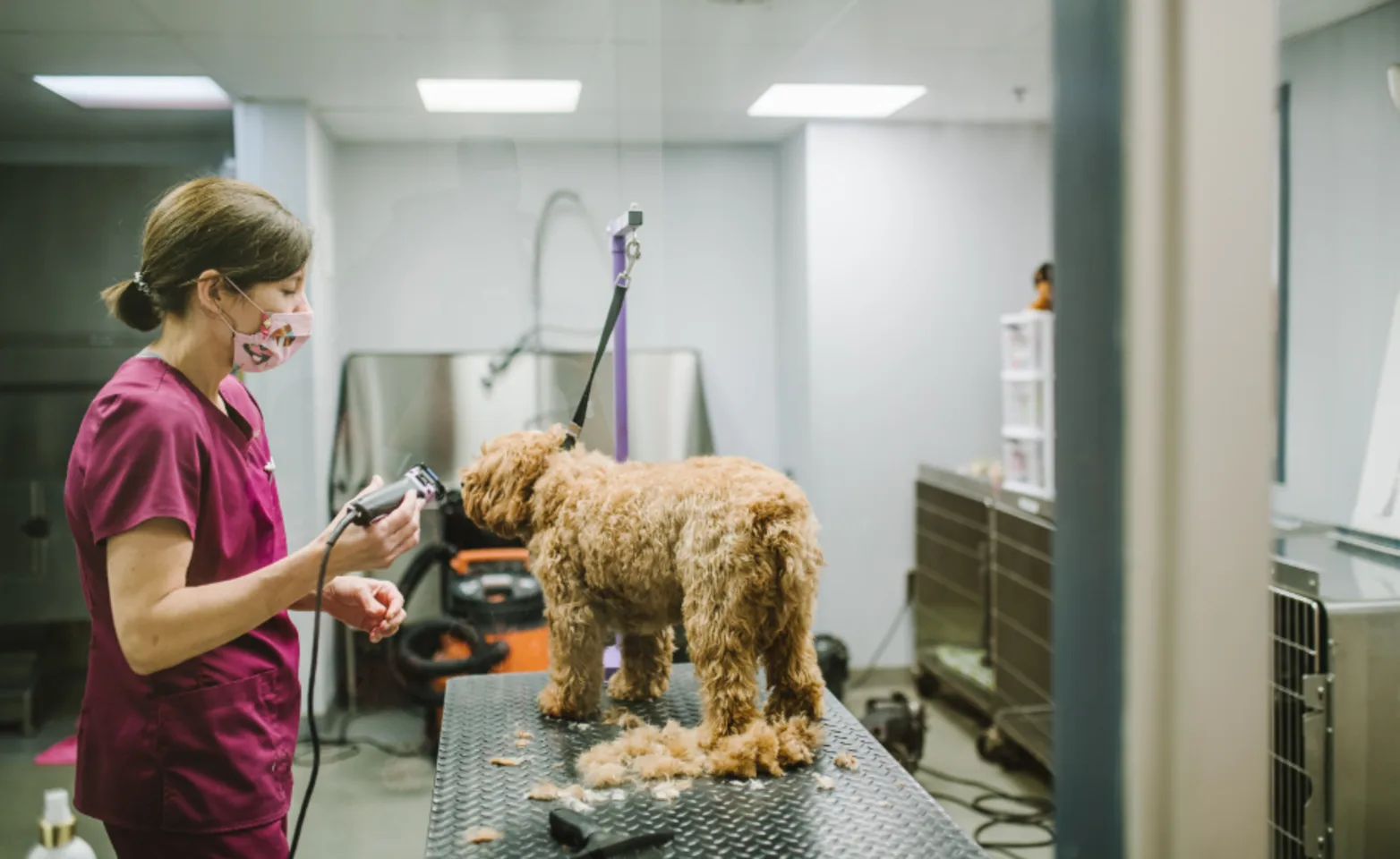 Staff Giving a Dog a Trim on Silver Table Staff Giving a Dog a Trim on Silver Table