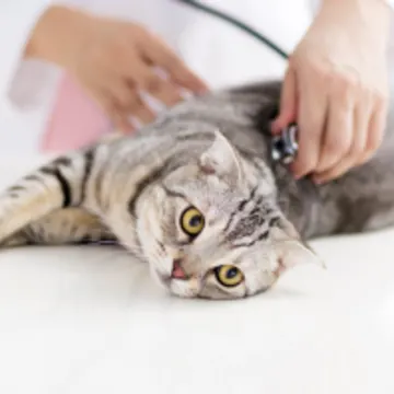 Veterinarian Checking Cat with a Stethoscope Veterinarian Checking Cat with a Stethoscope