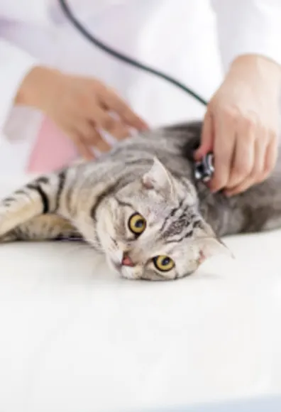 Veterinarian Checking Cat with a Stethoscope