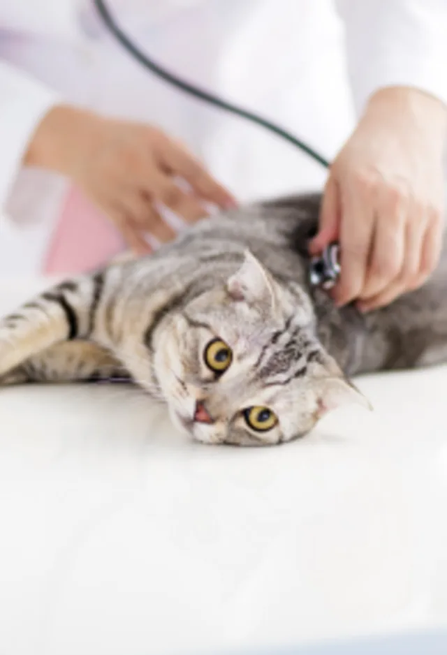 Veterinarian Checking Cat with a Stethoscope Veterinarian Checking Cat with a Stethoscope