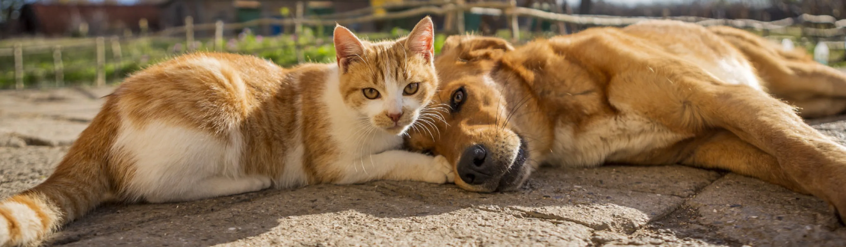 Dog and cat laying down outside on a sunny day on brick pavers