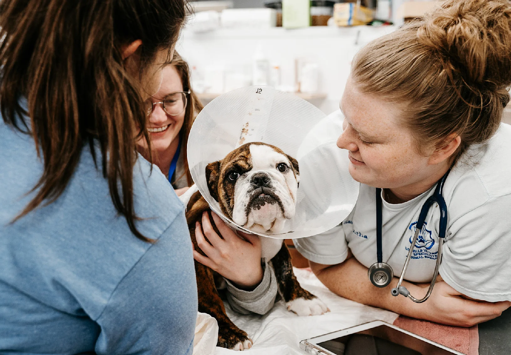 Three Staff Members Caring for a Dog Wearing a Cone Three Staff Members Caring for a Dog Wearing a Cone