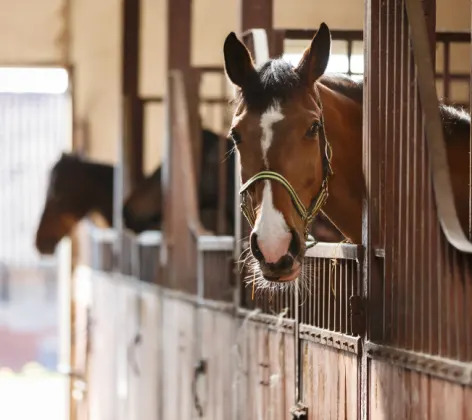 Horse in Barn looking out