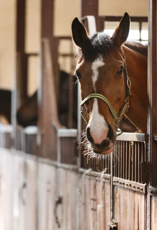 Horse in Barn looking out