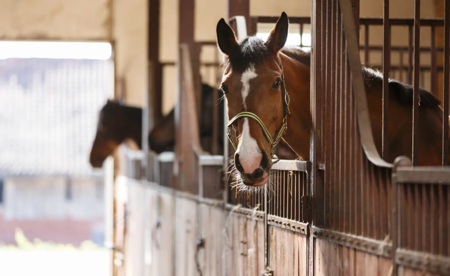 Horse in Barn looking out