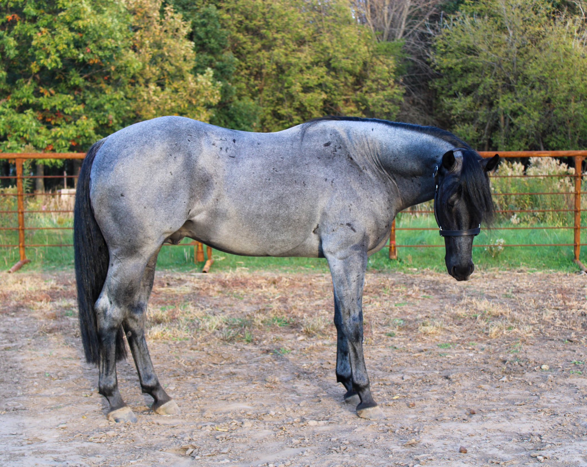 Hesa Bluhadi Right Side