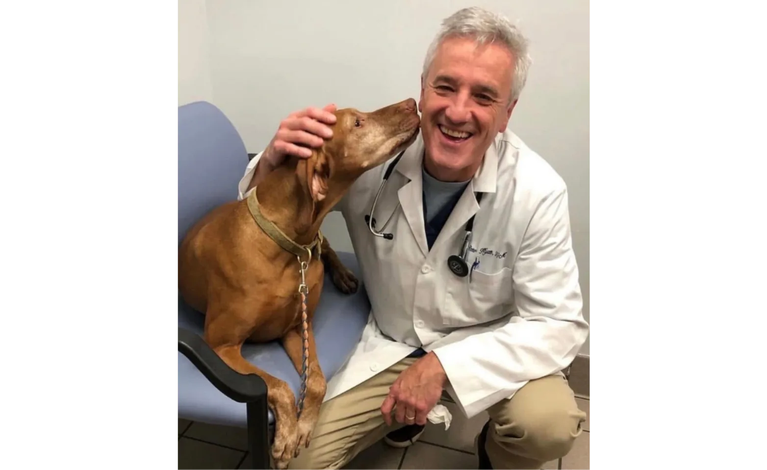 Brown Dog Kissing DVM Brown Dog Kissing DVM