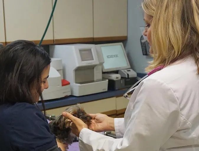 Strawbridge Animal Care veterinarian conducting a wellness exam on a small dog 