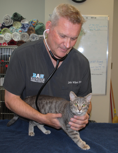 Vet using stethoscope