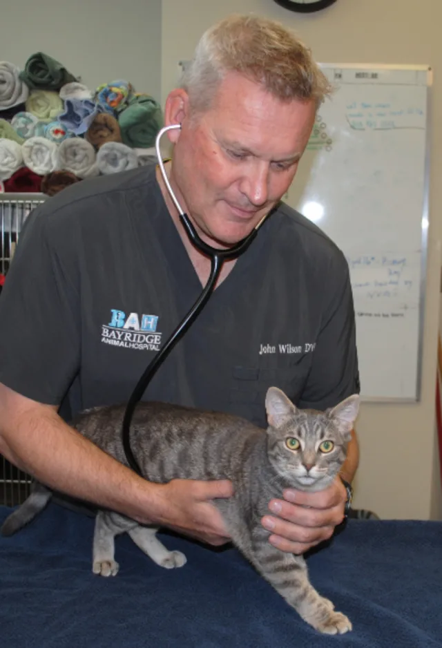 Vet using stethoscope Vet using stethoscope