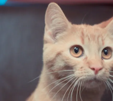 A cat with an AAHA logo A cat with an AAHA logo