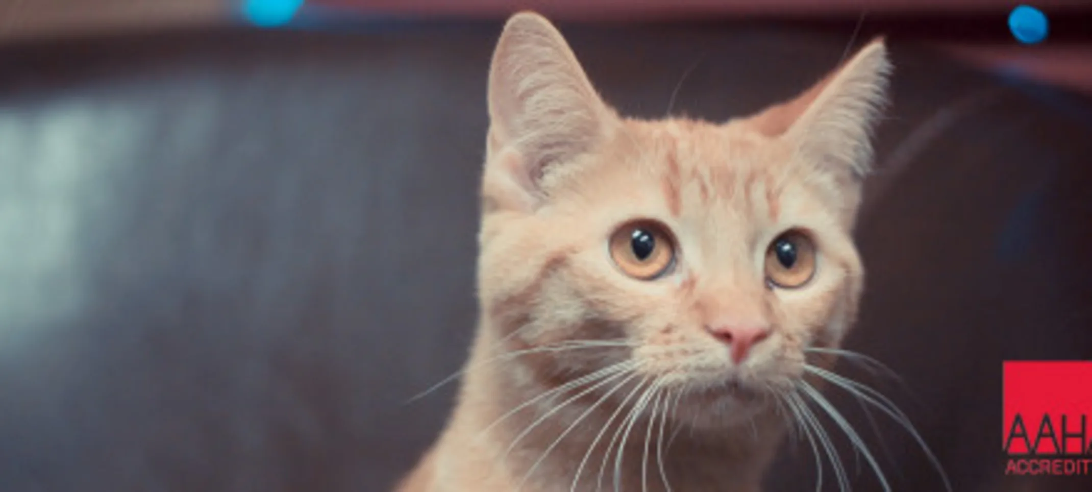 A cat with an AAHA logo A cat with an AAHA logo