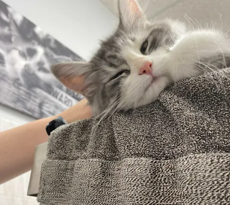 Sleepy cat in condo Sleepy cat in condo