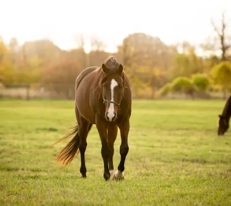 Brown and white horse walking in pasture Brown and white horse walking in pasture