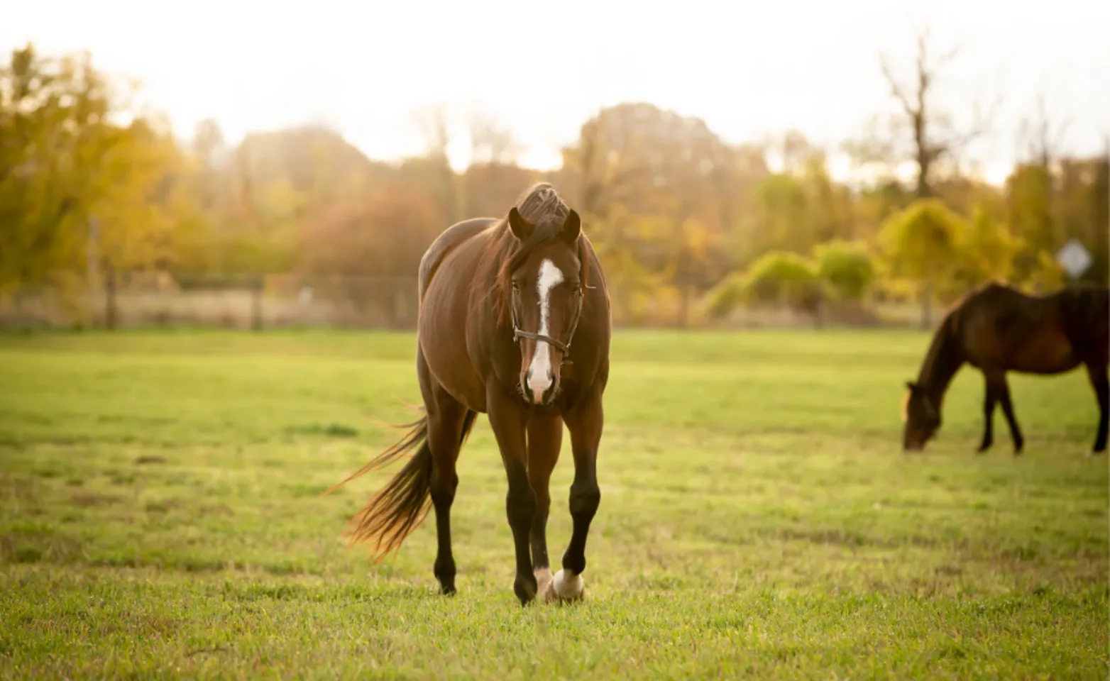 Brown and white horse walking in pasture Brown and white horse walking in pasture