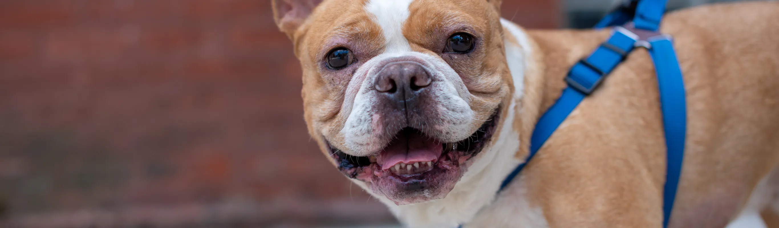 Cute dog looking at camera