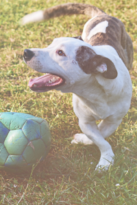 Little Dog with Soccer ball at BreedAbove