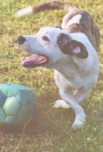 Little Dog with Soccer ball at BreedAbove Little Dog with Soccer ball at BreedAbove