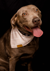 A photo of a Weimaraner wearing a hankerchief