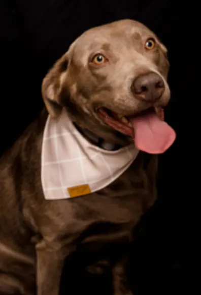 A photo of a Weimaraner wearing a hankerchief A photo of a Weimaraner wearing a hankerchief