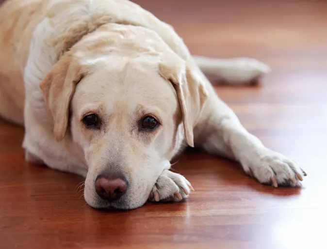 Dog laying down on on tile