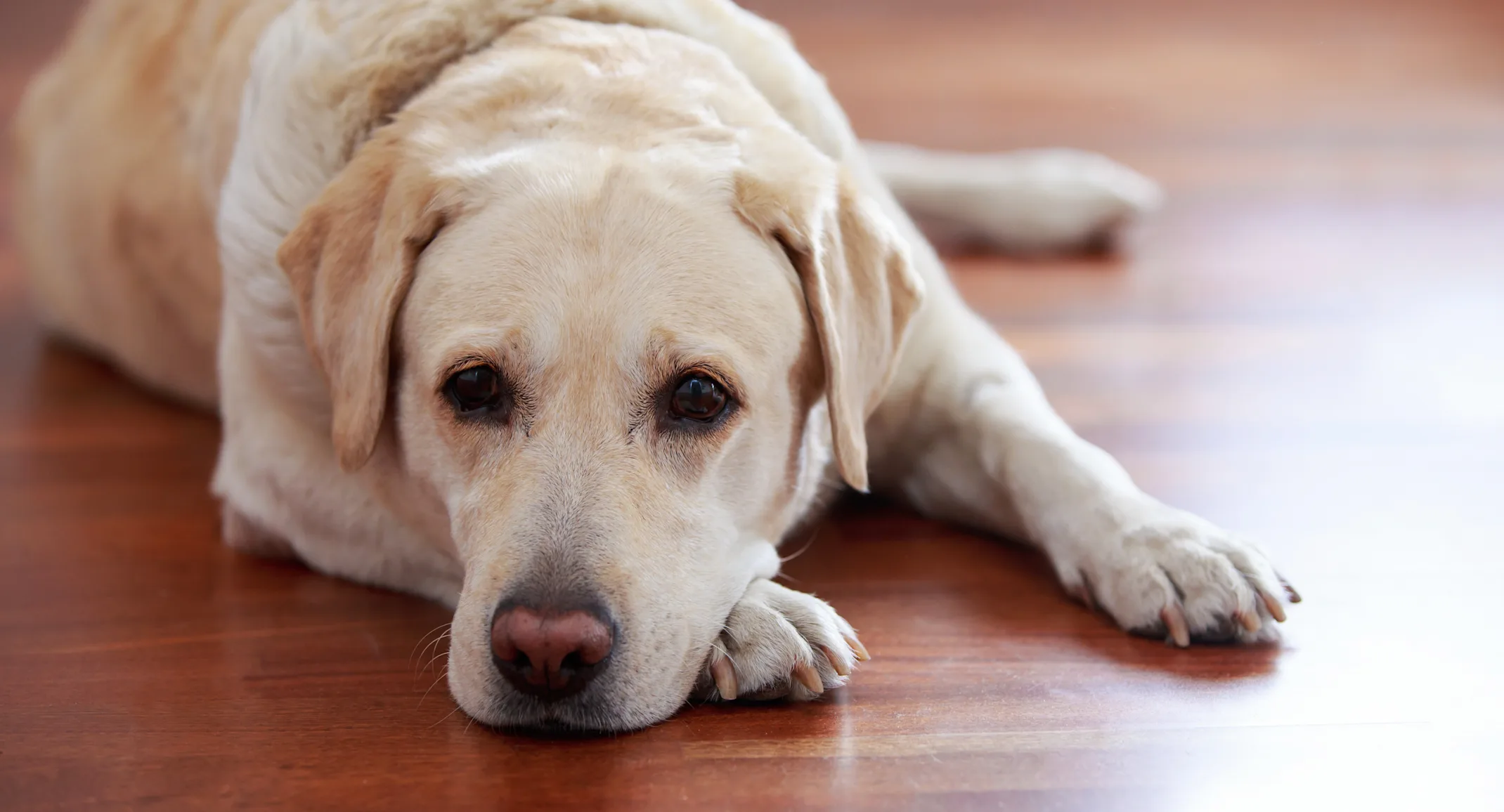 Dog laying down on on tile