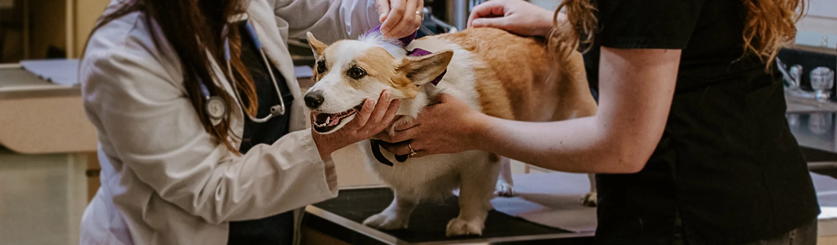 Two veterinarians examining a dog inside North Creek Pet Hospital Two veterinarians examining a dog inside North Creek Pet Hospital