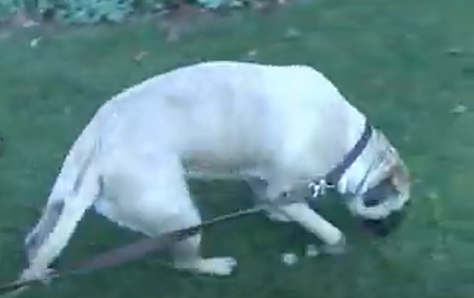 A person collecting urine specimen from a female dog