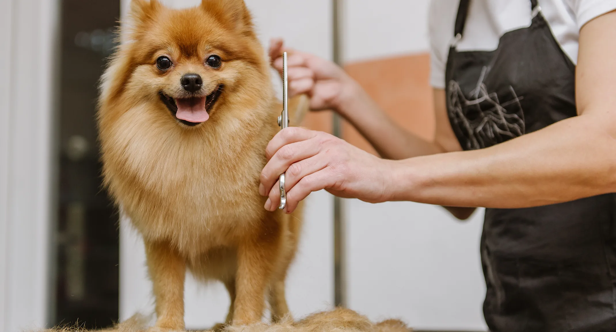 Dog being groomed Dog being groomed