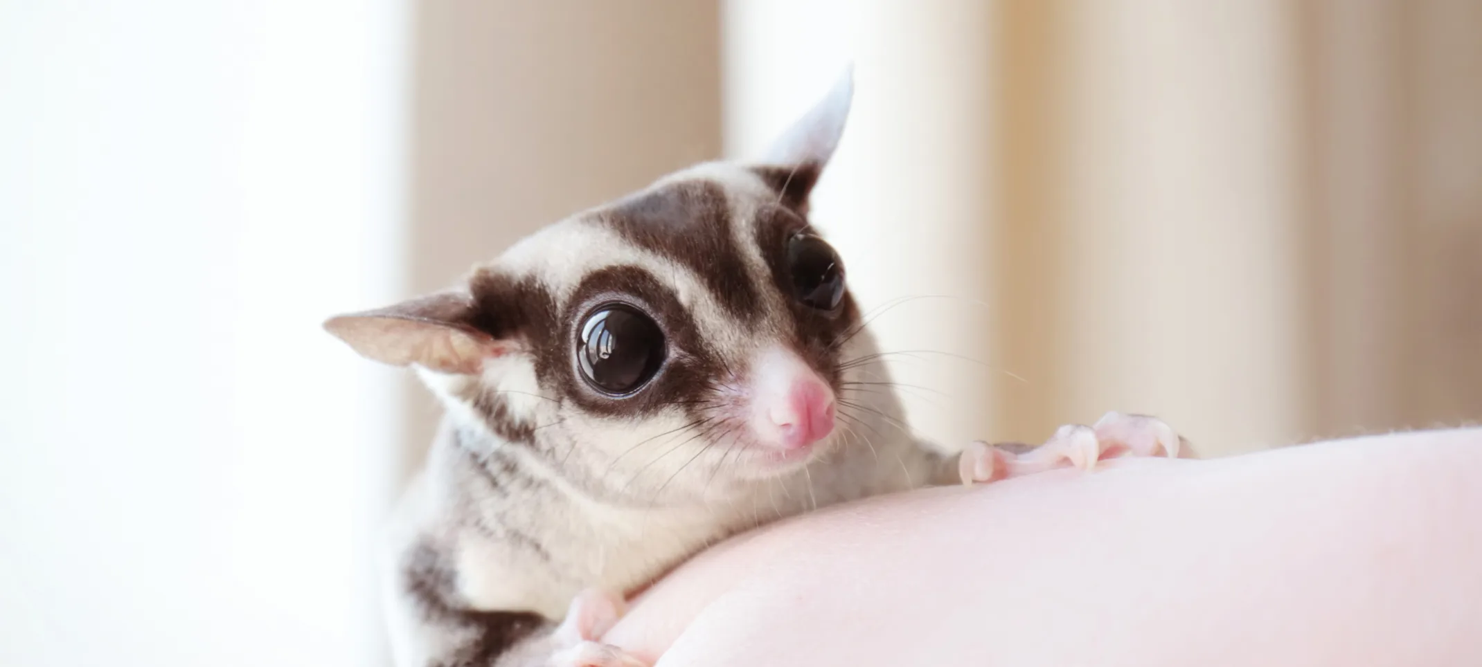 Sugar Glider sitting on a pink blanket on the back of a couch