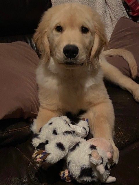 Puppy with toy