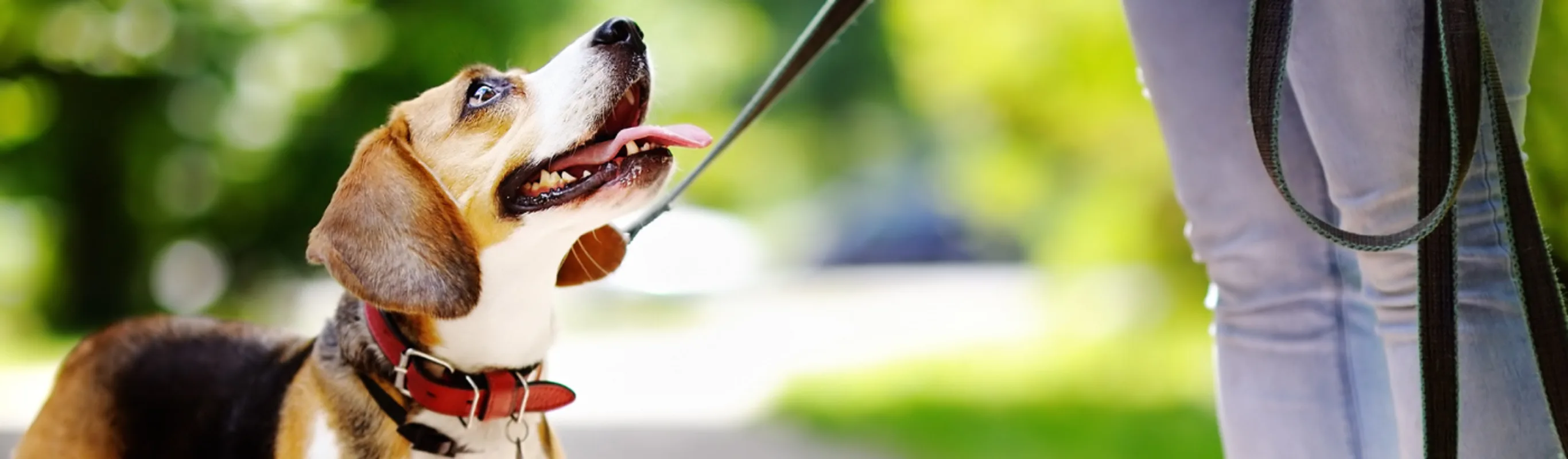 Small dog out for a walk with its owner in a park outside