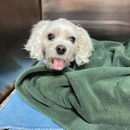 White Dog in Kennel White Dog in Kennel