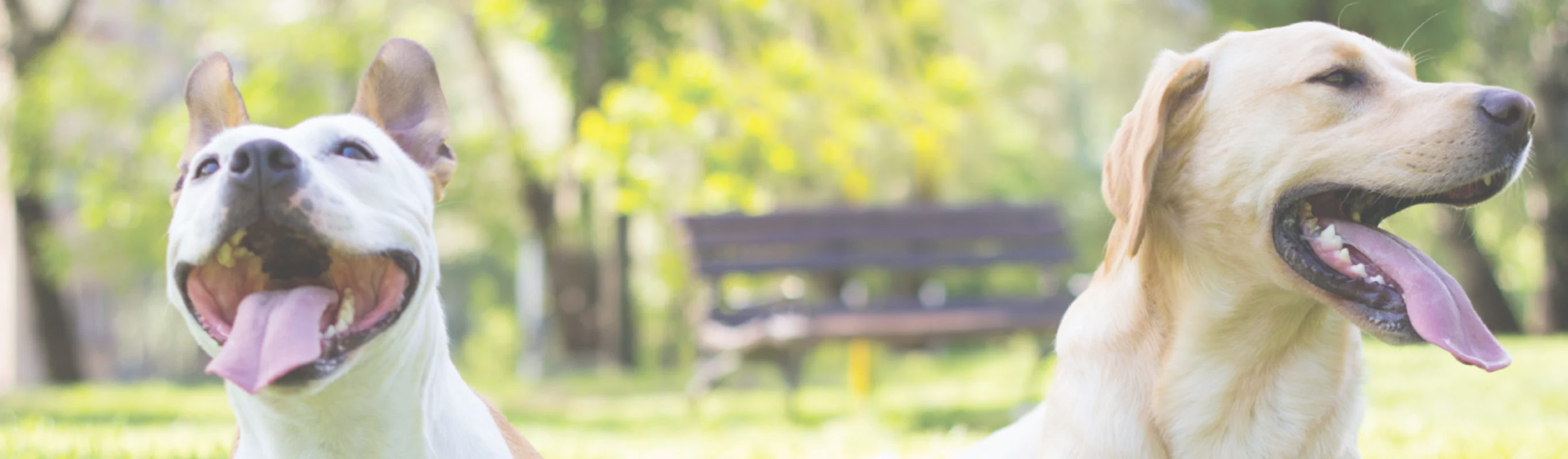 dogs in park with tongues out dogs in park with tongues out