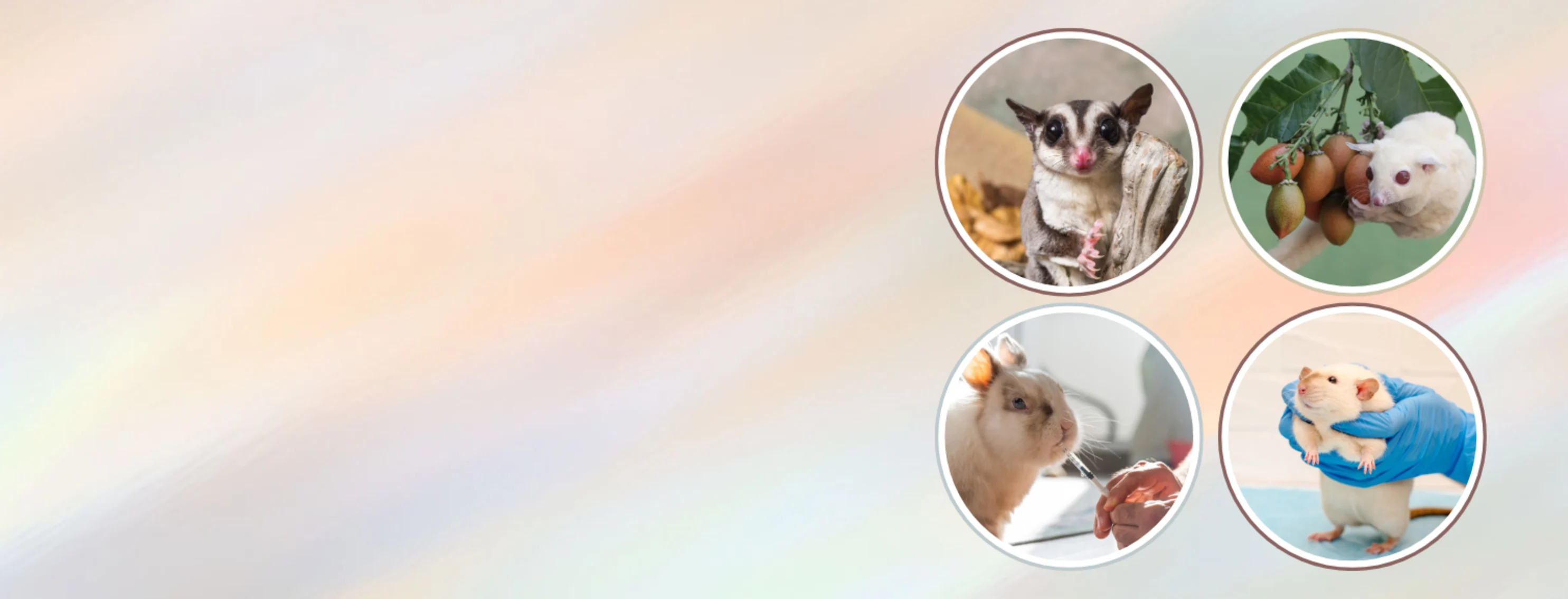 Pet Medical Center and Spa - Exotic Pet Care Pet Medical Center and Spa - Exotic Pet Care
